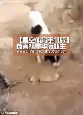 星空体育手机版
